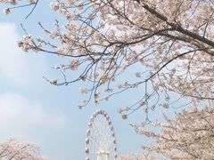 -顾村公园
