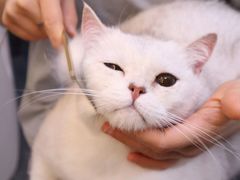 -babydoll猫舍·米努特·德文·缅因(久光中心店)