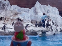 -帝企鹅自助餐厅•儿童岛•真企鹅(长隆企鹅酒店)