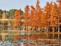 -白鹭湾湿地公园