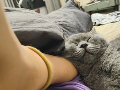-猫大福·Fortune Cat猫舍(百子湾店)