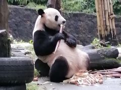 -都江堰中华大熊猫苑