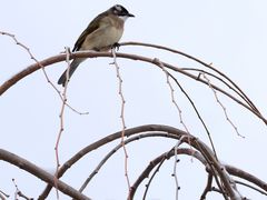 -银树楼(紫玉山庄东区店)