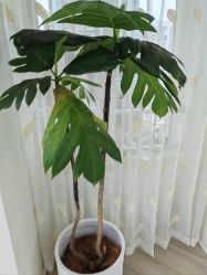 -HEYAN荷妍专业脱毛连锁机构