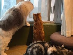 -猫猫幼稚园·撸猫·桌游·电玩