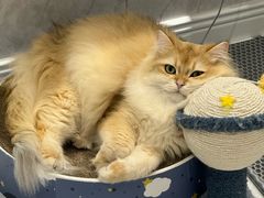 -宠爱国际动物医院· 猫科· 外科·中兽医(长白店)