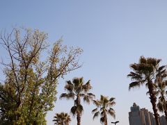 -金沙湖公园