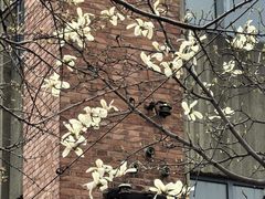 -桃花堤公园