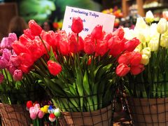 -阿姆斯特丹史基浦机场