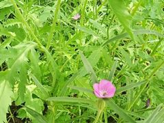 -盘龙城国家考古遗址公园