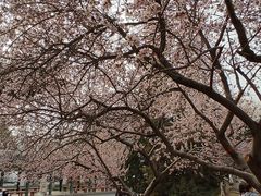 -桃花堤公园