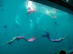 -瑞德姆美人鱼海底演艺主题餐厅(亚龙湾店)