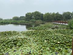 -长兴太湖图影湿地文化园