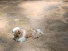 -TrueLove @ Neverland (Husky Cafe)