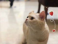 -PAGODA百果园(华发世纪城店)