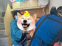 -中农大我爱我爱24h动物医院·中医针灸·猫专科·骨科医疗中心(双井店)