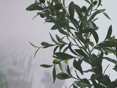 -鹿岛会员店 (龙湖三千集天街店)