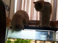 -喵园·猫主题咖啡厅·撸猫·猫咖(国贸店)