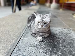 -龙华寺