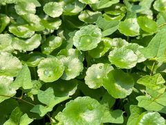 -桤木河湿地公园