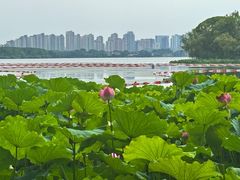 -金鸡湖桃花岛