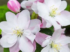 -海棠花溪(元大都城垣遗址公园)