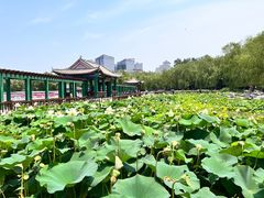 -莲花池公园