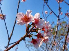 -王借岗森林公园