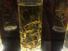 -广东中医药博物馆