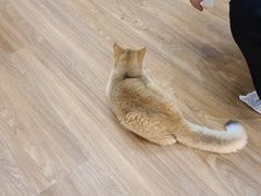 -COLOR PETS 撸猫馆·购猫·猫咖(长风大悦城店)