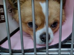 -瑞鹏宠物医院·超声·骨科·奇麟分院(蜀都万达店)