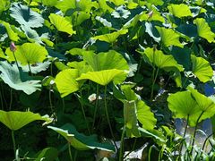 -北纬44度·金珠花海休闲农业旅游景区