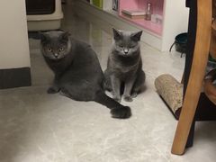 -宠物星动物医院·眼科·异宠·猫科(江南大道总院)