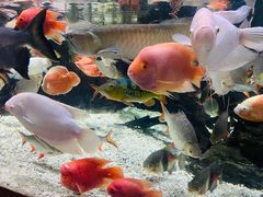 -太平洋海底世界