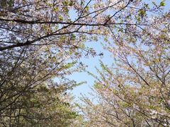 -高东镇樱花园