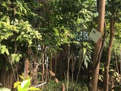 -呀路古热带植物园