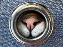 -爱侣宠医·鹦鹉专科·小型哺乳类·异宠专科(灵石路店)