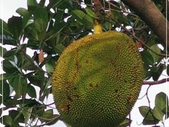 -云溪植物园