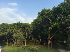-大湾区中央湿地公园