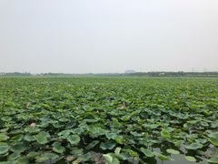 -天津东丽湖风景区
