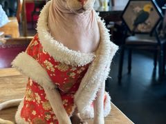 -猫小院猫主题餐厅(南锣旗舰店)