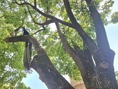 -J Create城市露营咖啡·简餐·宠物(上海动物园店)