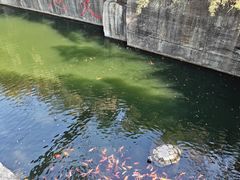 -千岛湖东南湖区