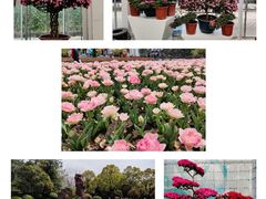 -上海鲜花港