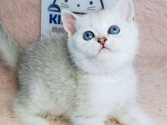 -十年猫舍·猫咪专门店(普陀店)