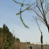 今日菜谱（二） 白菜豆腐汤 春天到了，阳气上升