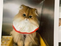 -瑞派·关忠动物医院·猫专科·犬专科(三环新城店)