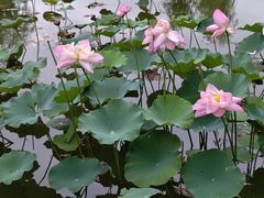 -郑州植物园