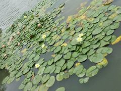 -Gloria Jean's Coffees