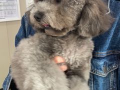 -瑞鹏宠物医院·超声·骨科·奇麟分院(蜀都万达店)